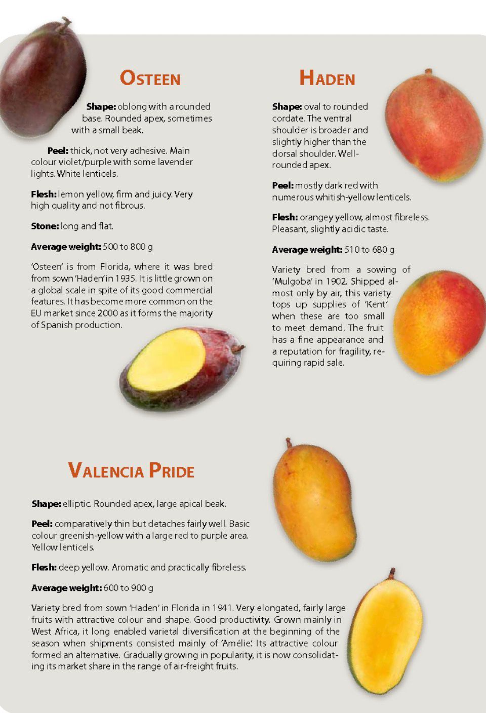 أصناف المانجو التجارية